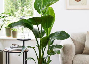 Indoor Flowering Plants at YouGarden: A Fresh Way to Brighten Your Home