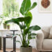 Indoor Flowering Plants at YouGarden: A Fresh Way to Brighten Your Home