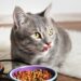 Josera’s Trockenfutter: Die perfekte Mischung aus Geschmack und Gesundheit für Ihre Katze