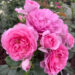 Perfect Roses for Every Season: Discover Harkness Roses