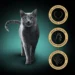 Exploring the Best Wet and Dry Cat Food Choices to Keep Your Cat Happy and Nourished