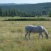 Gjør hver desemberdag spesiell med uimotståelige hestegodbit-overraskelser