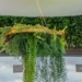 Greenery That Hangs With Style: Modern Hanging Plants by Designer Vertical Gardens
