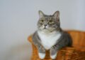La guida definitiva all’igiene felina di alta qualità e all’alimentazione naturale