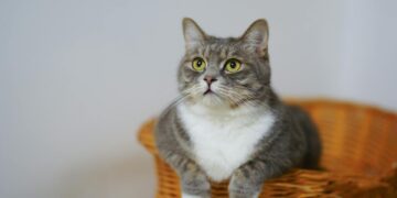 La guida definitiva all’igiene felina di alta qualità e all’alimentazione naturale