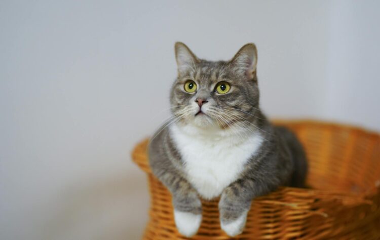 La guida definitiva all’igiene felina di alta qualità e all’alimentazione naturale