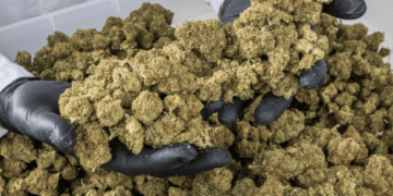 Lucky Hemp: Entdecken Sie hochwertige CBD-Blüten, Öko-Packungen und exklusive Bundles für natürliches Wohlbefinden