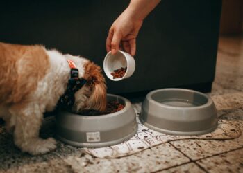 Il tuo cane di piccola taglia ha problemi di peso? Prova Metabolic Formulas