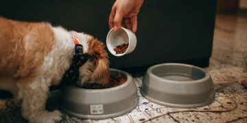 Il tuo cane di piccola taglia ha problemi di peso? Prova Metabolic Formulas