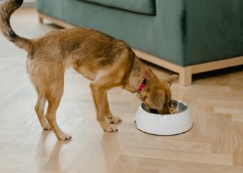 I migliori alimenti umidi ipoallergenici per cani con gravi allergie