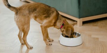 I migliori alimenti umidi ipoallergenici per cani con gravi allergie