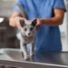 Find the best plan for your cat’s long term health security