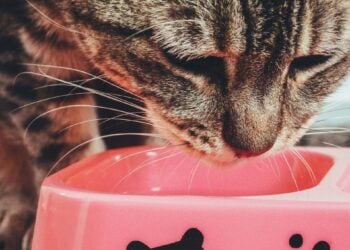 Ottieni una salute dell’apparato digerente impeccabile grazie alle moderne ricette cliniche di alimenti per gatti