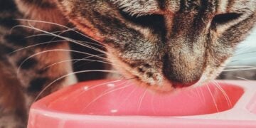 Ottieni una salute dell’apparato digerente impeccabile grazie alle moderne ricette cliniche di alimenti per gatti