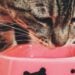 Ottieni una salute dell’apparato digerente impeccabile grazie alle moderne ricette cliniche di alimenti per gatti