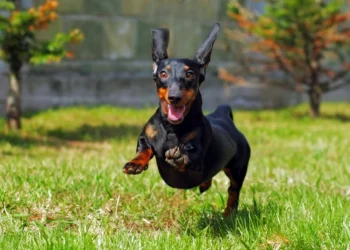 Everything You Need To Know About Petgevity Lifetime Dog Cover