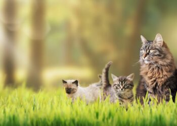 Petgevity Multi-Pet Insurance: Flexible Protection for Every Furry Family Member