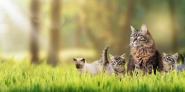 Petgevity Multi-Pet Insurance: Flexible Protection for Every Furry Family Member