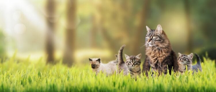 Petgevity Multi-Pet Insurance: Flexible Protection for Every Furry Family Member