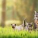 Petgevity Multi-Pet Insurance: Flexible Protection for Every Furry Family Member