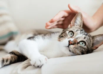 Complete Guide To Choosing The Best Petgevity Cat Insurance Cover