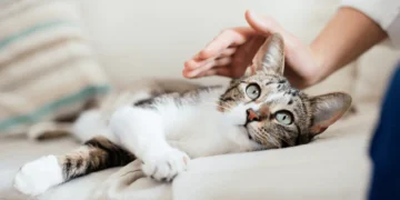 Complete Guide To Choosing The Best Petgevity Cat Insurance Cover