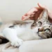 Complete Guide To Choosing The Best Petgevity Cat Insurance Cover