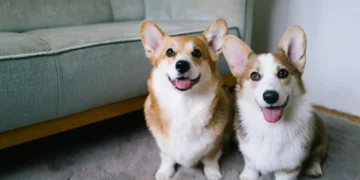 Petgevity Lifetime Dog Insurance: Protection That Never Stops