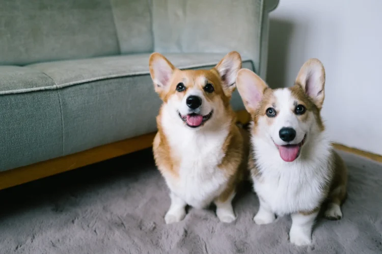 Petgevity Lifetime Dog Insurance: Protection That Never Stops