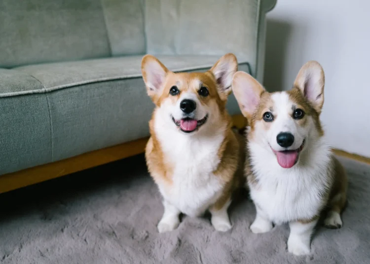 Petgevity Lifetime Dog Insurance: Protection That Never Stops
