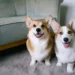 Petgevity Lifetime Dog Insurance: Protection That Never Stops