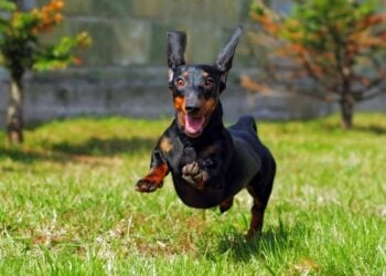 Dachshund running outdoors on a bright autumn walk