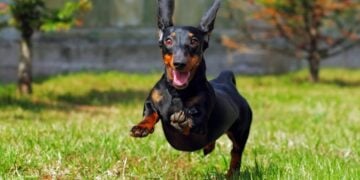 Dachshund running outdoors on a bright autumn walk