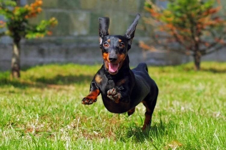 Dachshund running outdoors on a bright autumn walk
