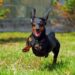 Dachshund running outdoors on a bright autumn walk