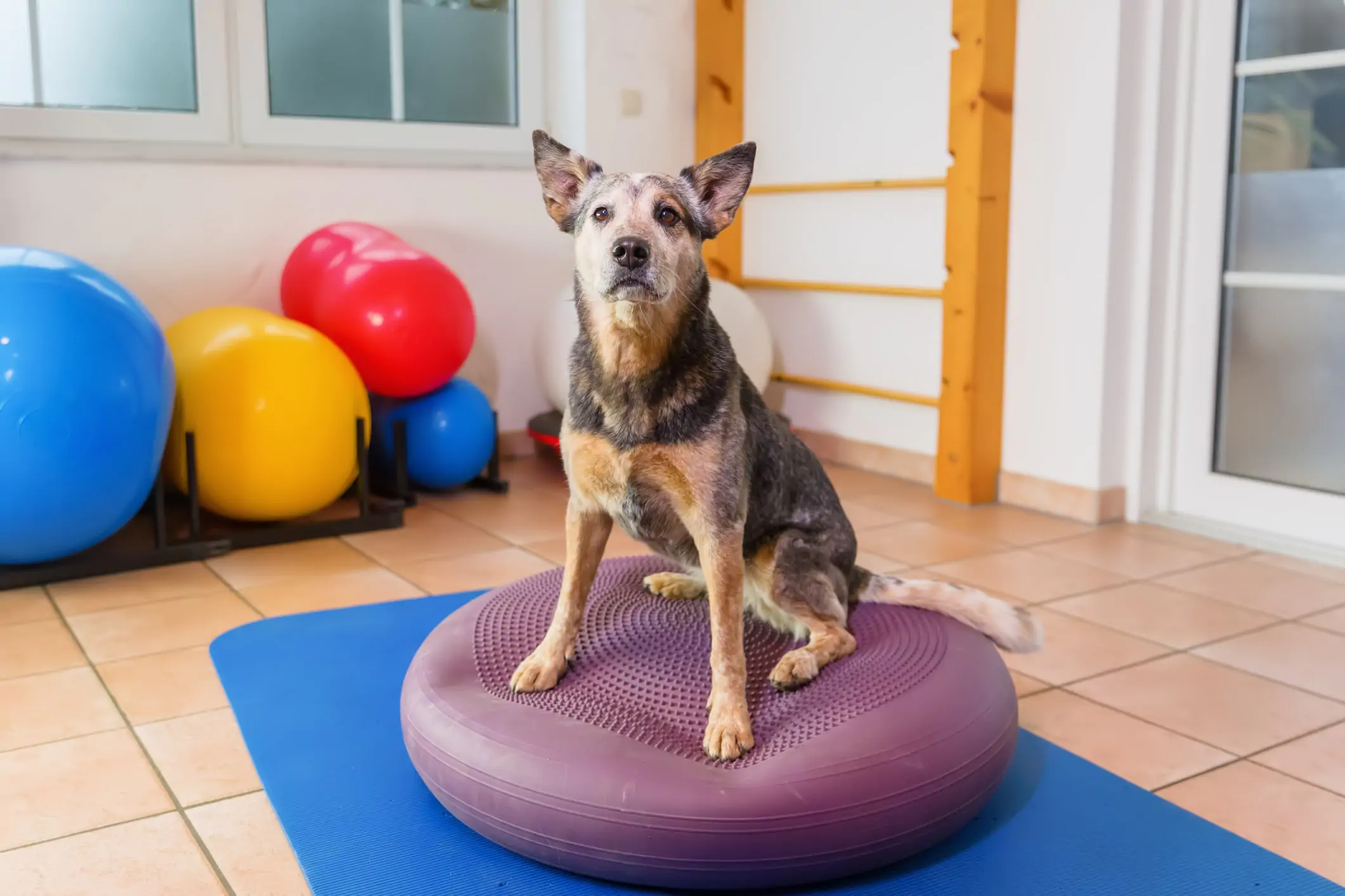 Dog receiving physiotherapy care