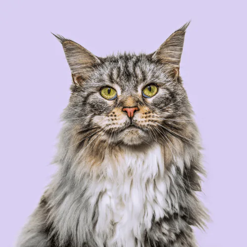 Grey Maine Coon cat looking towards the camera