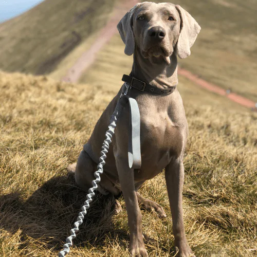Weimaraner standing on a hill with a collar and lead