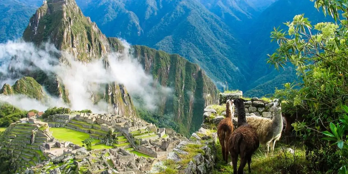 Llamas overlooking Machu Picchu