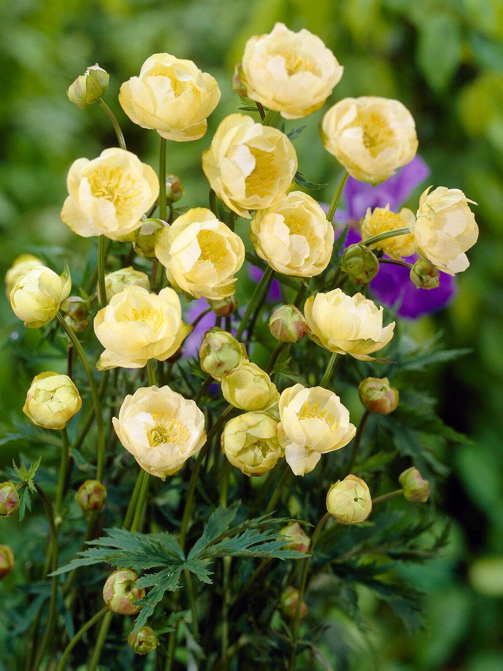 Creamy yellow Trollius Cheddar flowers