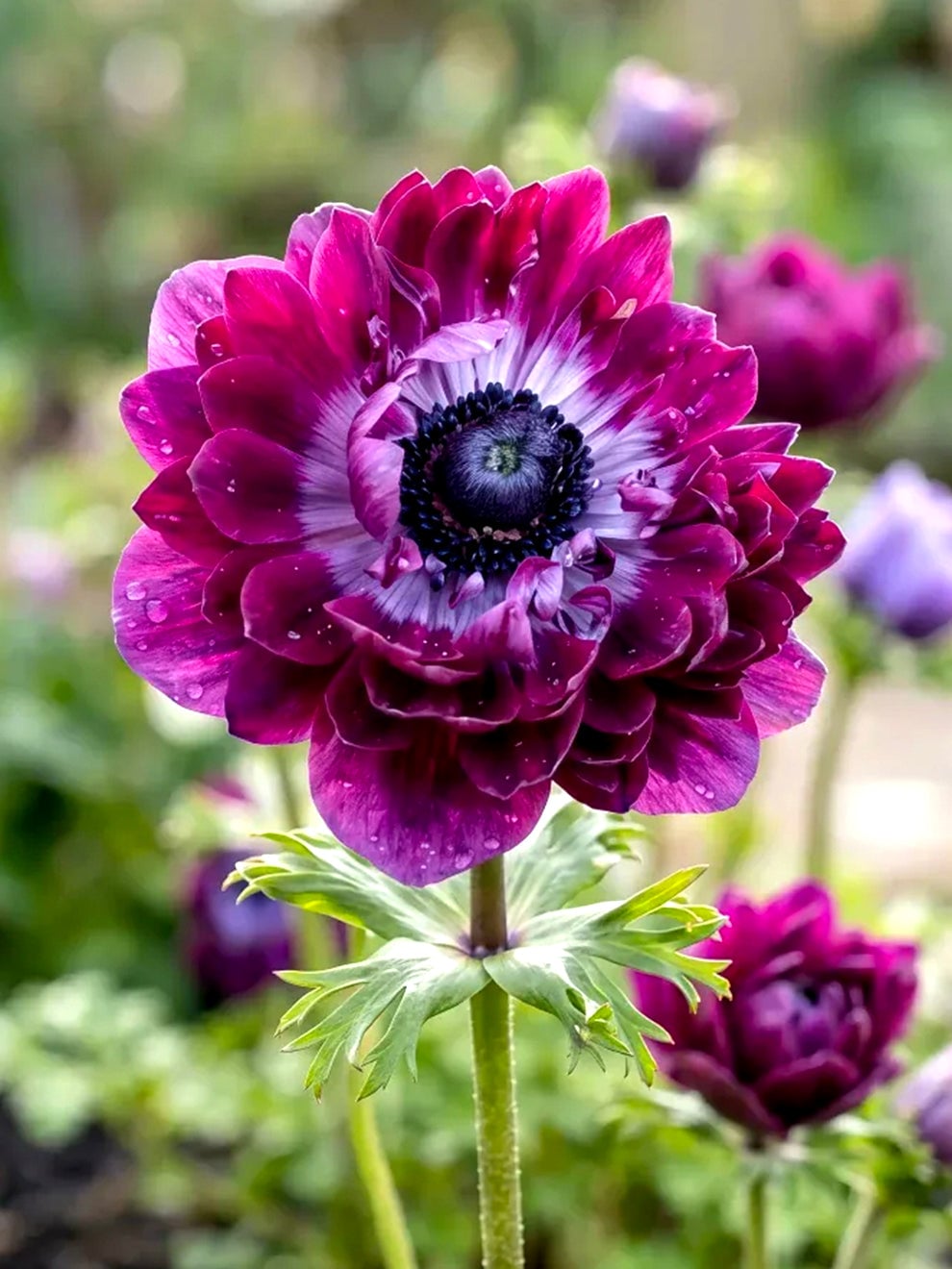 Bordeaux Anemone Fullstar Bordeaux flower