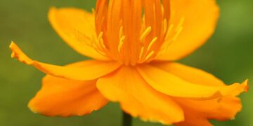 Golden orange Trollius chinensis Golden Queen flowers