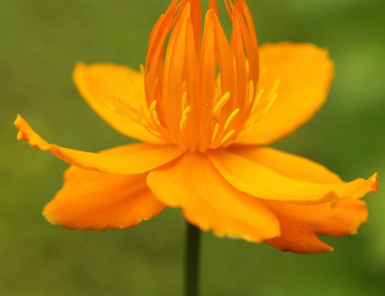 Golden orange Trollius chinensis Golden Queen flowers