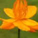 Golden orange Trollius chinensis Golden Queen flowers