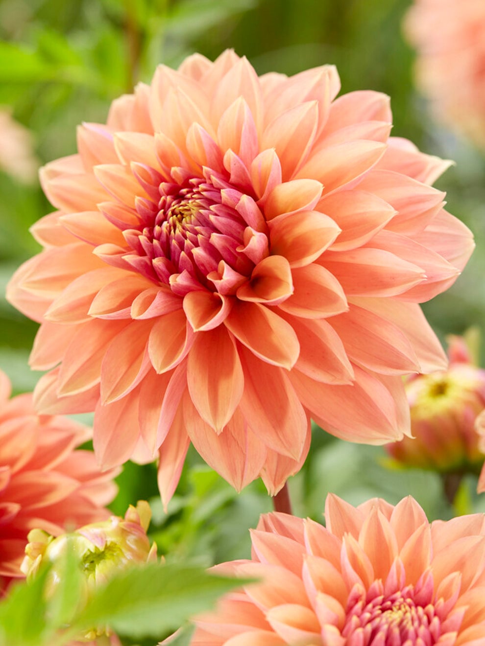 Dahlia Kick Off flower