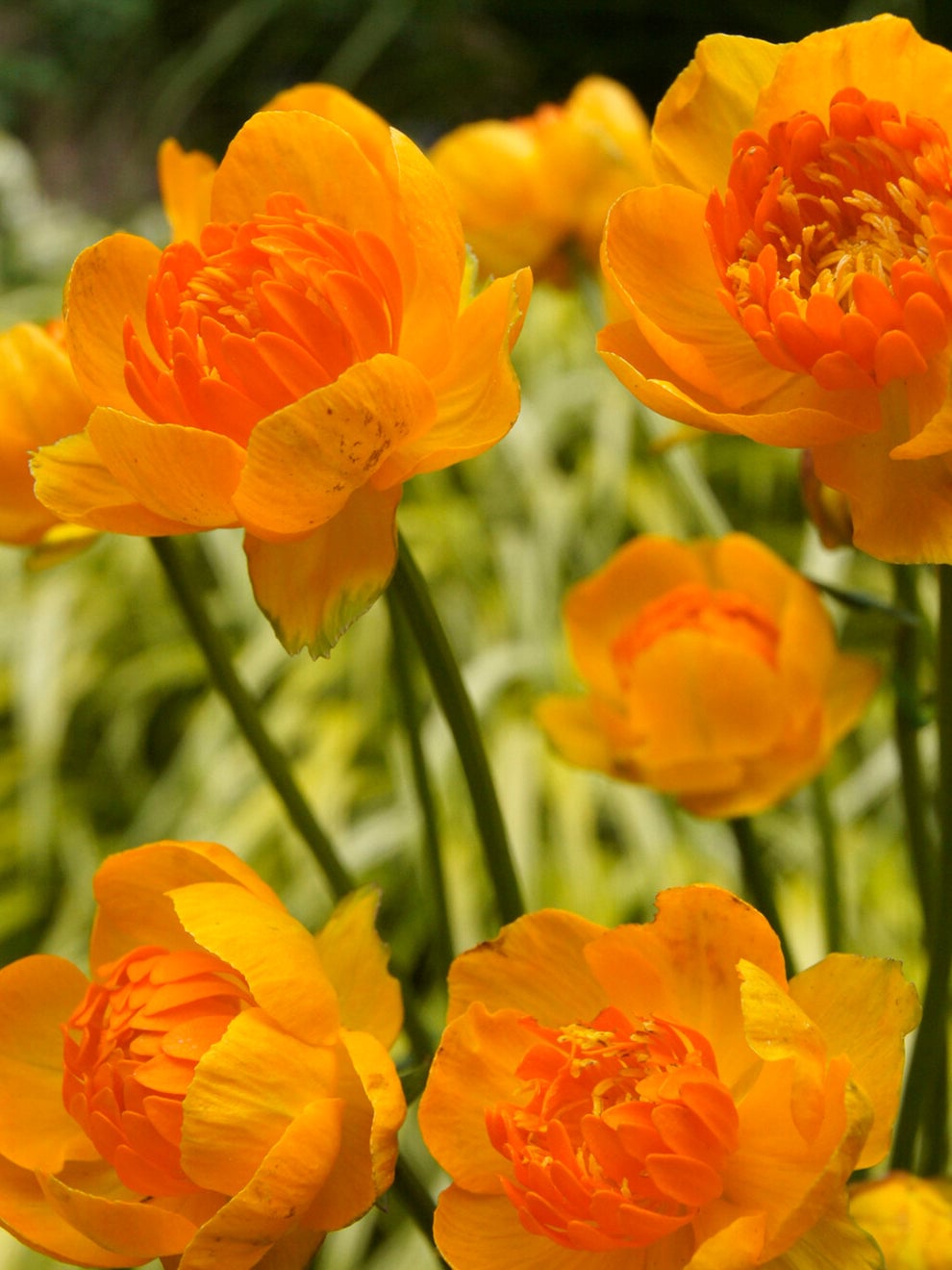 Yellow-orange Trollius Orange Crest globeflower
