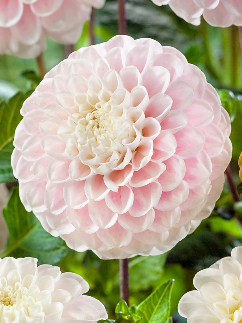 Dahlia Wizard of Lightning flower
