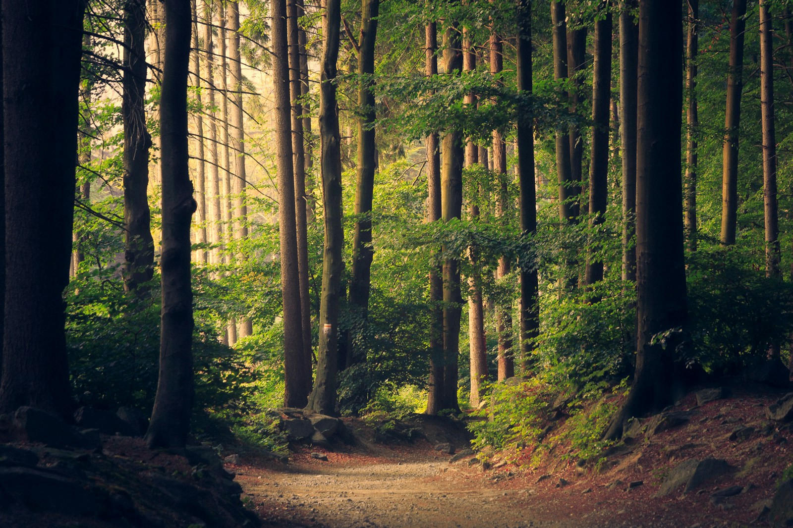 A sunlit green forest landscape