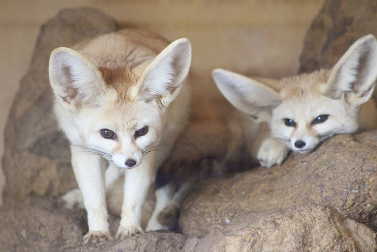 Fennec fox at Africa Alive zoo reserve