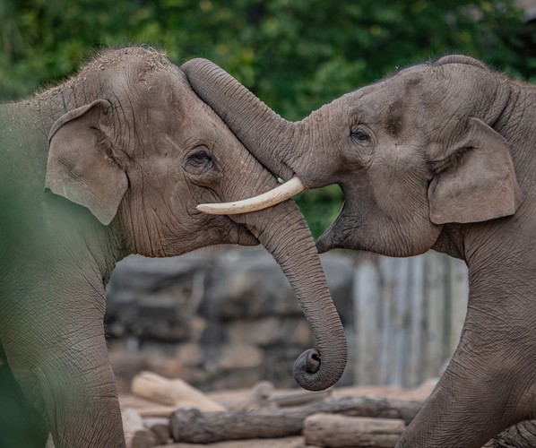 Two elephants at Chester Zoo